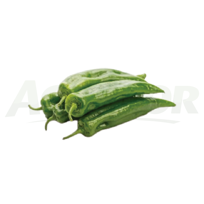 Green Italian Pepper