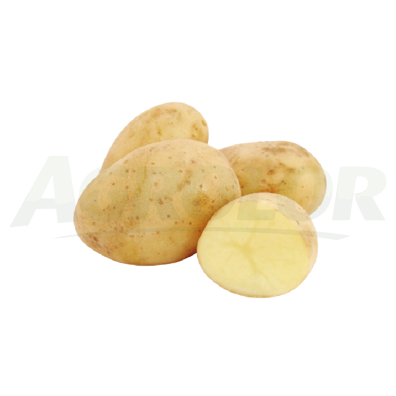White Potato